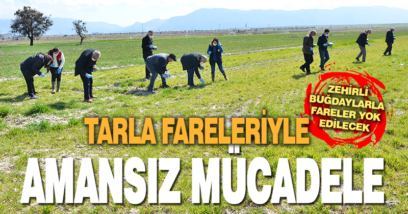Tarlaları delik deşik eden farelere karşı amansız mücadele başlatıldı