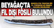 Beyağaç’ta fil dişi fosili bulundu