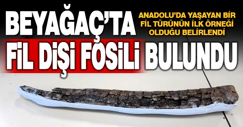 Beyağaç’ta fil dişi fosili bulundu