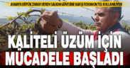 Sağlık ve kazançlı üzüm için salkım güvesine karşı mücadele başlatıldı