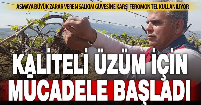 Sağlık ve kazançlı üzüm için salkım güvesine karşı mücadele başlatıldı