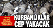 Kurbanlık telaşı erken başladı: Fiyatlar cep yakıyor