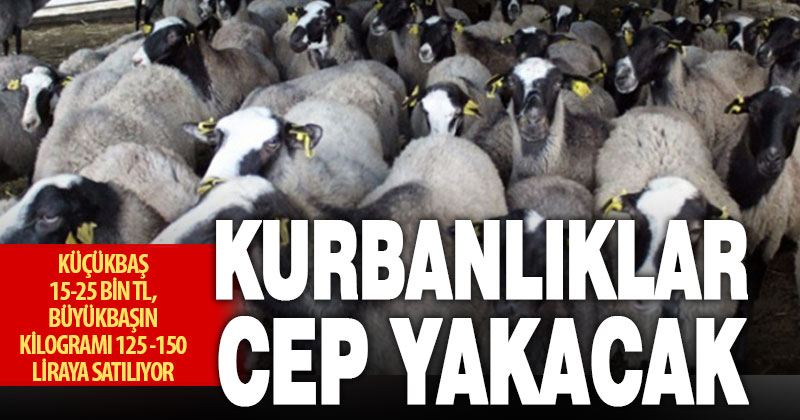 Kurbanlık telaşı erken başladı: Fiyatlar cep yakıyor