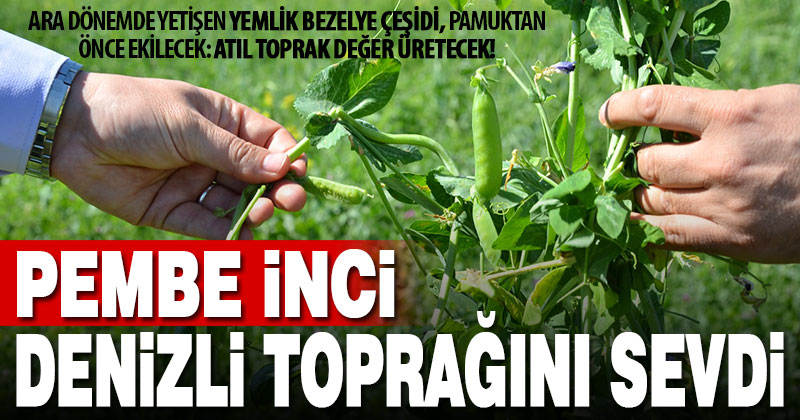 Yemlik bezelye çeşidi ‘pembe inci’ Denizli toprağını sevdi