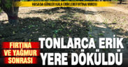 Hasada günler kala, fırtına tonlarca eriği yere döktü, daldakine zarar verdi