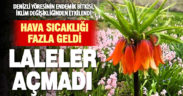 Ters laleler iklim değişikliğinden olumsuz etkilendi, bu yıl açmadı