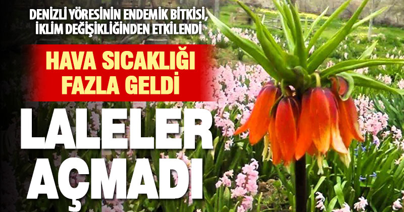 Ters laleler iklim değişikliğinden olumsuz etkilendi, bu yıl açmadı