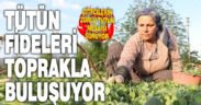 Tütün üreticileri fideleri toprakla buluşturmaya başladı