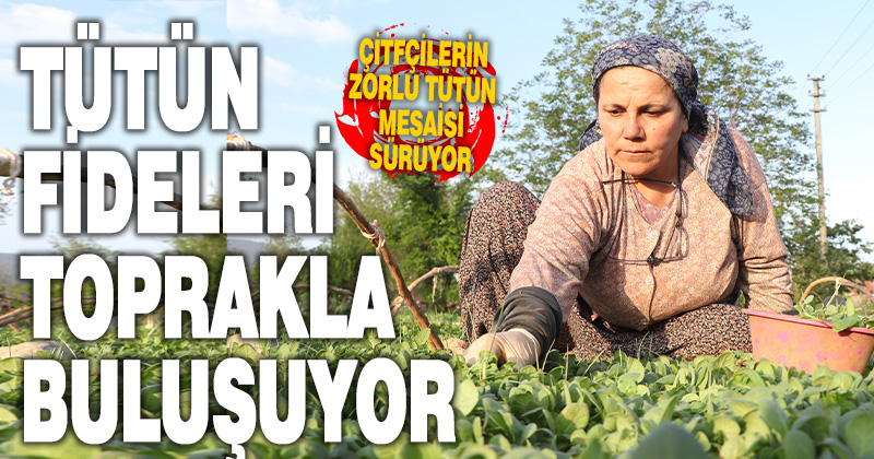 Tütün üreticileri fideleri toprakla buluşturmaya başladı
