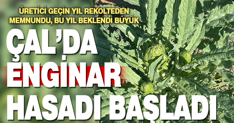 Çal’da enginar hasadı başladı