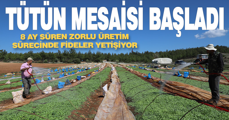 Denizli’de tütün çiftçileri zorlu mesaiye fide üretimiyle başladı