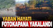 Yaban hayvanları fotokapanla görüntülendi