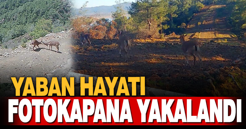 Yaban hayvanları fotokapanla görüntülendi