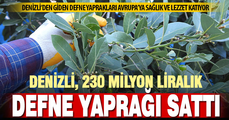 Denizli geçen yıl yaklaşık 230 milyon liralık defne yaprağı ihraç etti