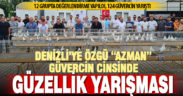 En güzel güvercinler birincilik için yarıştı