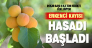 Denizli’de erkenci kayısıların hasadına başlandı