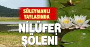 Süleymanlı Yayla Gölünde nilüfer şöleni başladı