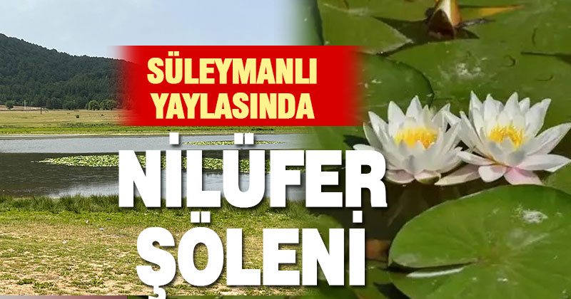 Süleymanlı Yayla Gölünde nilüfer şöleni başladı