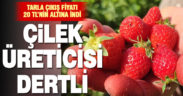 Kirazın ardından çilek üreticileri de düşen fiyatlara tepkili