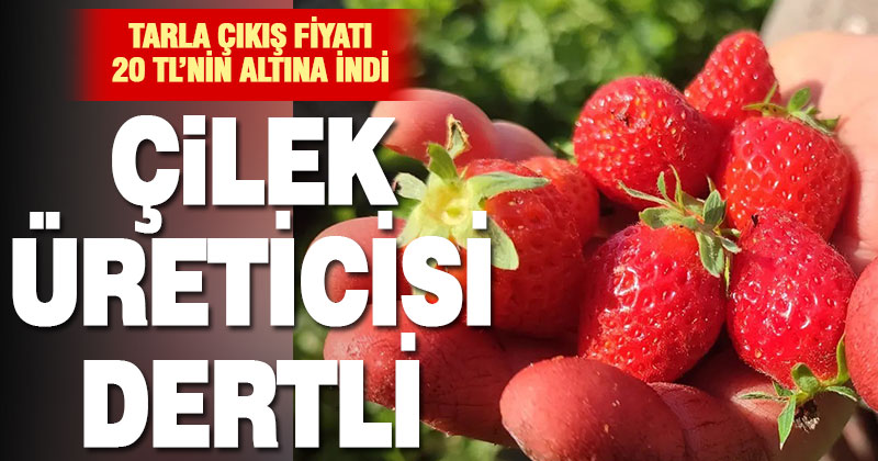 Kirazın ardından çilek üreticileri de düşen fiyatlara tepkili