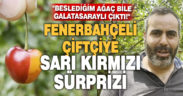 Fenerbahçeli kiraz üreticisi Tahsin Ateş: “Beslediğim ağaç bile Galatasaraylı çıktı”