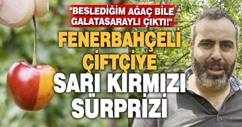 Fenerbahçeli kiraz üreticisi Tahsin Ateş: “Beslediğim ağaç bile Galatasaraylı çıktı”