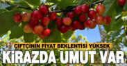 Honaz’da Napolyon kirazı hasadı için geri sayım başladı