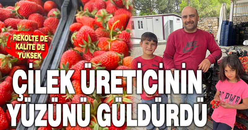 Çilek üreticinin yüzünü güldürdü