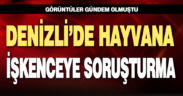 Denizli’de kediye işkenceye soruşturma