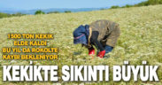 Kekikte bu sezon da sıkıntılı geçecek