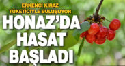 Honaz’da Erkenci Kiraz Hasadı Başladı