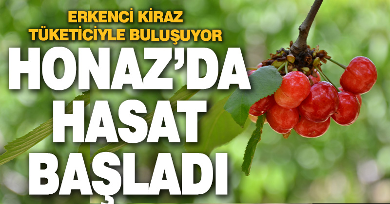 Honaz’da Erkenci Kiraz Hasadı Başladı