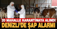 Çal ve Bekilli’de 20 mahalle şap karantinasına alındı