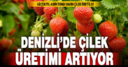 Denizli çilek üretiminde önemli bir konuma ulaştı
