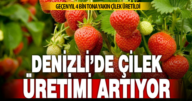 Denizli çilek üretiminde önemli bir konuma ulaştı