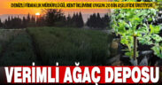 Denizli Fidanlık Müdürlüğü, her yıl kent iklimine uygun 20 bin aşılı ağaç fidesi üretiyor