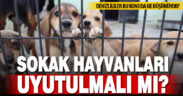 Sokak hayvanları düzenlemesiyle ilgili Denizlililer ne düşünüyor?