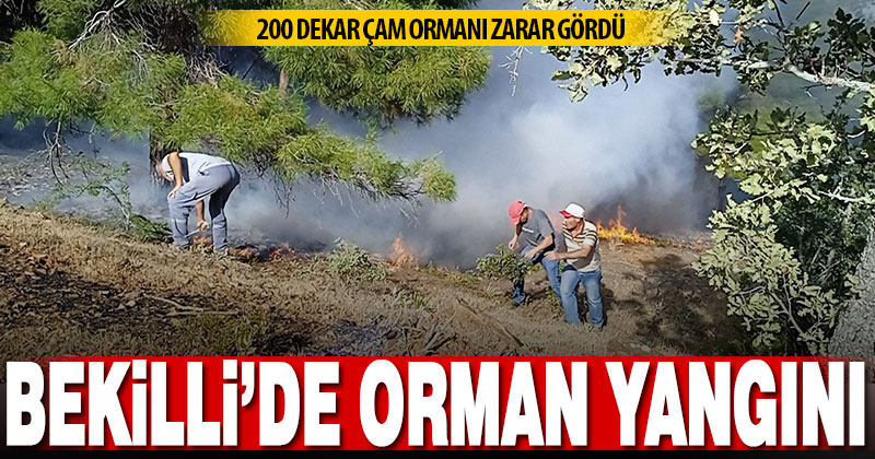 Bekilli’deki orman yangınında 200 dekar çam ormanı zarar gördü