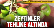 Zeytin üreticilerine “zeytin sineği” uyarısı