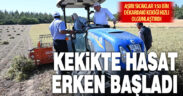 Denizli Kekiğinde hasat başladı