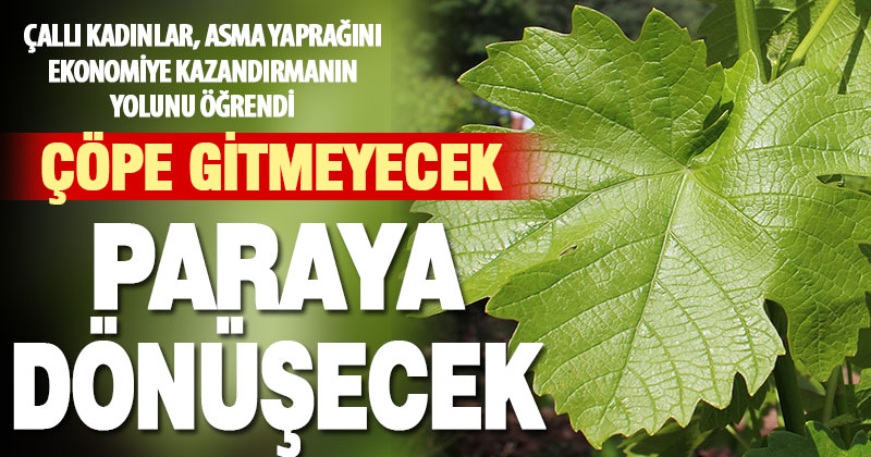 Çallı kadınlar, asma yaprağını ekonomiye kazandırmanın yolunu öğrendi