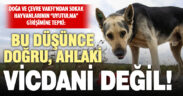 DOÇEV, sokak hayvanlarının “uyutulma” girişimine tepki gösterdi, çözüm önerilerini sundu