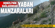 Denizli’nin dağlarında yaban hayatı gözler önüne seren görüntüler