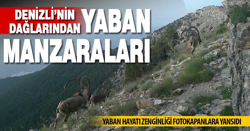 Denizli’nin dağlarında yaban hayatı gözler önüne seren görüntüler