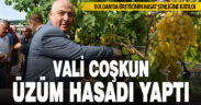 Vali Coşkun bağdan üzüm hasadı yaptı