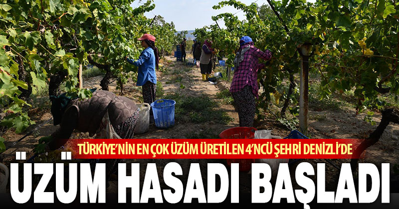 Türkiye’nin en çok üzüm üretilen 4’ncü kenti Denizli’de üzüm hasadı başladı
