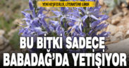 Sadece Babadağ’da yetişen yeni bir bitki türü keşfedildi