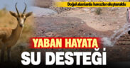 Yaban hayvanları için göletlere su takviyesi yapıldı