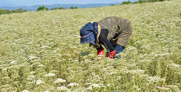 Kuraklık kekik ve pamuğu olumsuz etkiledi