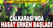 Aşırı sıcak hava nedeniyle Çalkarası’nda hasat erken başlattı